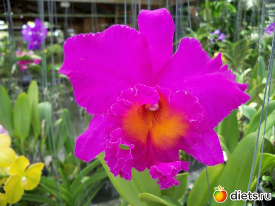 75 : Phuket orchid Farm