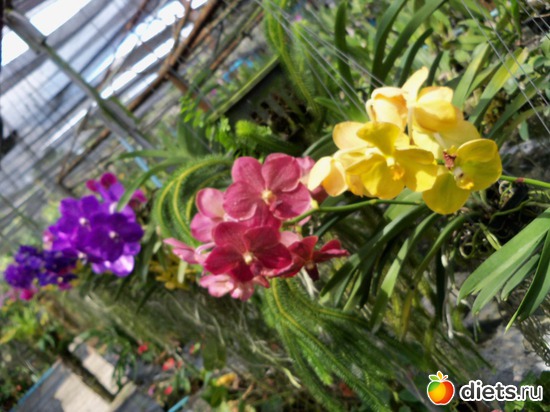 76 : Phuket orchid Farm