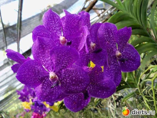 77 : Phuket orchid Farm