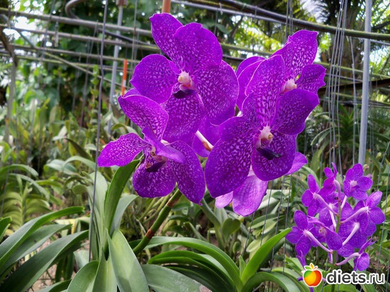 1 : Phuket orchid Farm