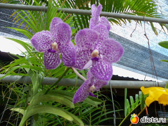 2 : Phuket orchid Farm