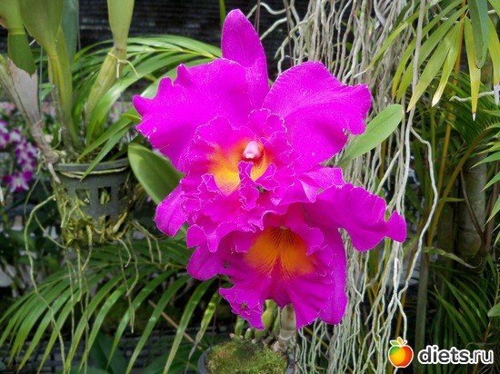 3 : Phuket orchid Farm