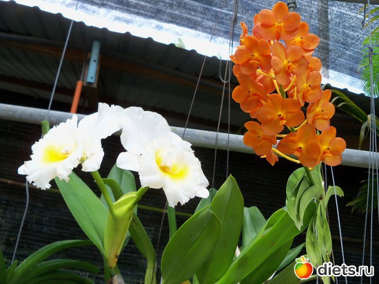 4 : Phuket orchid Farm