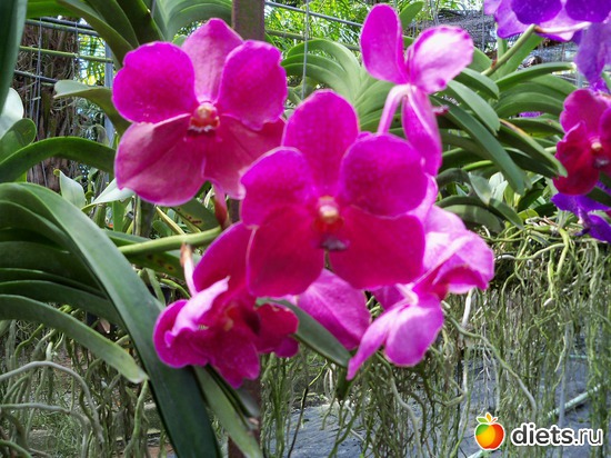 5 : Phuket orchid Farm