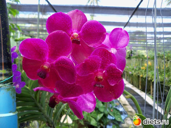 6 : Phuket orchid Farm