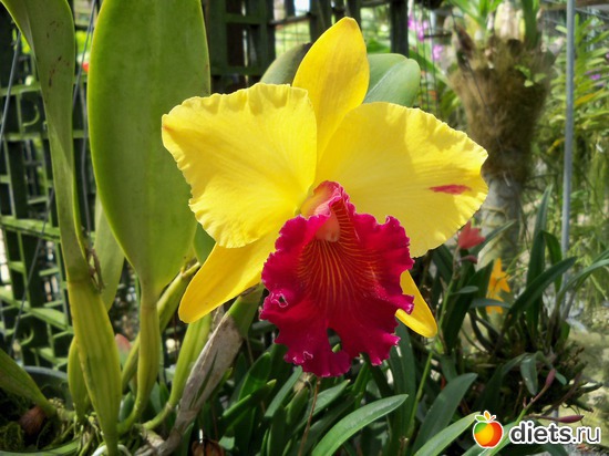 7 : Phuket orchid Farm