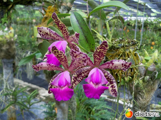 8 : Phuket orchid Farm