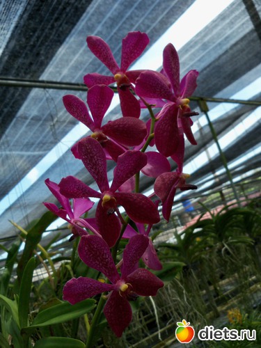 9 : Phuket orchid Farm