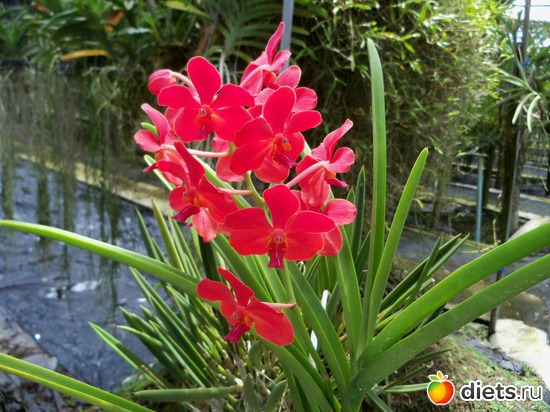 10 : Phuket orchid Farm