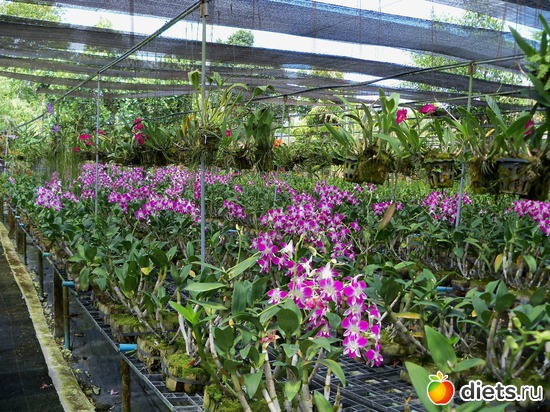 11 : Phuket orchid Farm