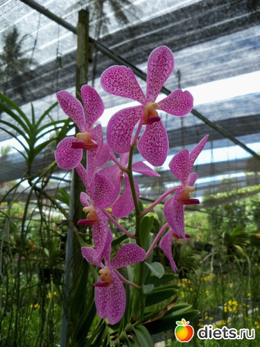 12 : Phuket orchid Farm