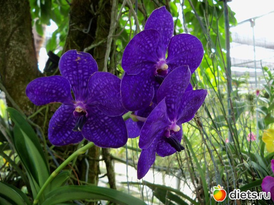 13 : Phuket orchid Farm