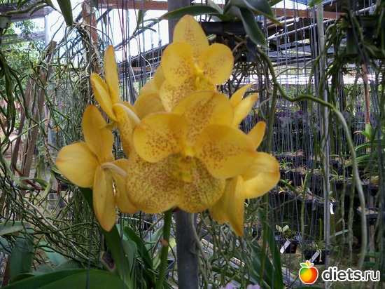 14 : Phuket orchid Farm