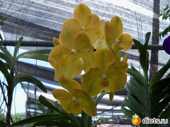 15 : Phuket orchid Farm