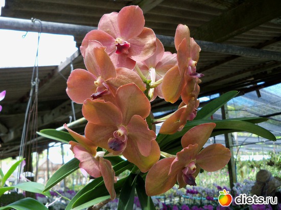 16 : Phuket orchid Farm