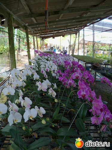 17 : Phuket orchid Farm