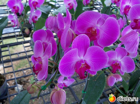 18 : Phuket orchid Farm