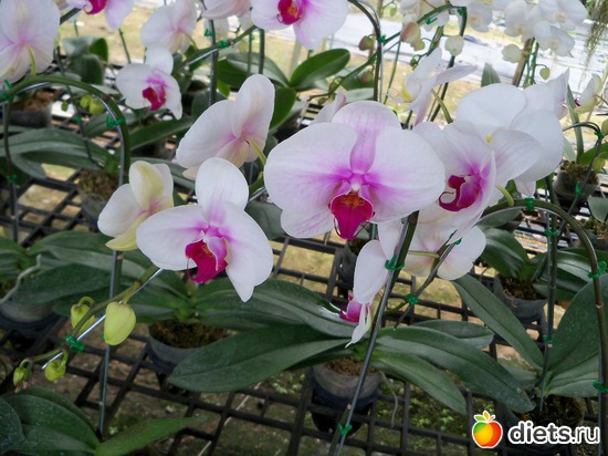 19 : Phuket orchid Farm