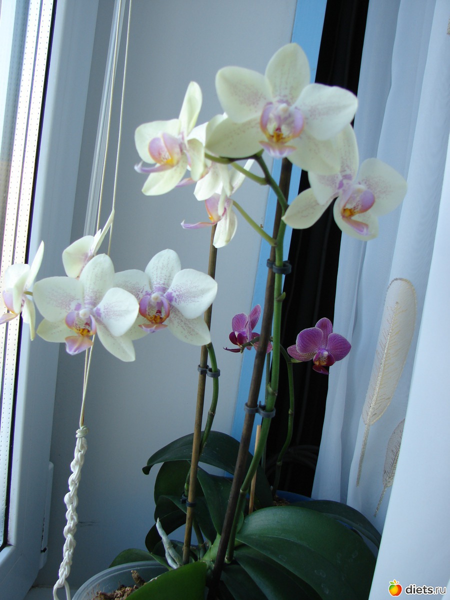 наоми орхидея фото