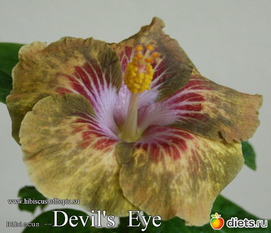 002 - Devil's Eye, : My Gibiskus Gallery - 2O13