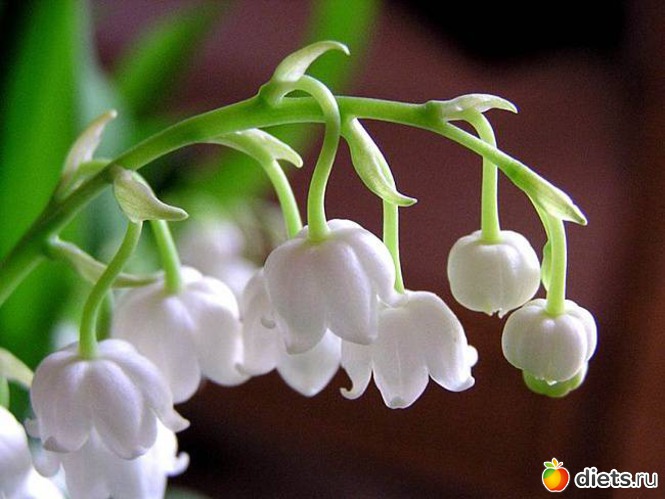 6 : lilies of the valley 