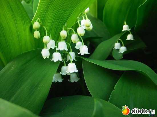 11 : lilies of the valley 