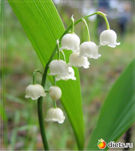 13 : lilies of the valley 