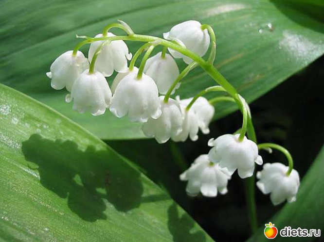 15 : lilies of the valley 