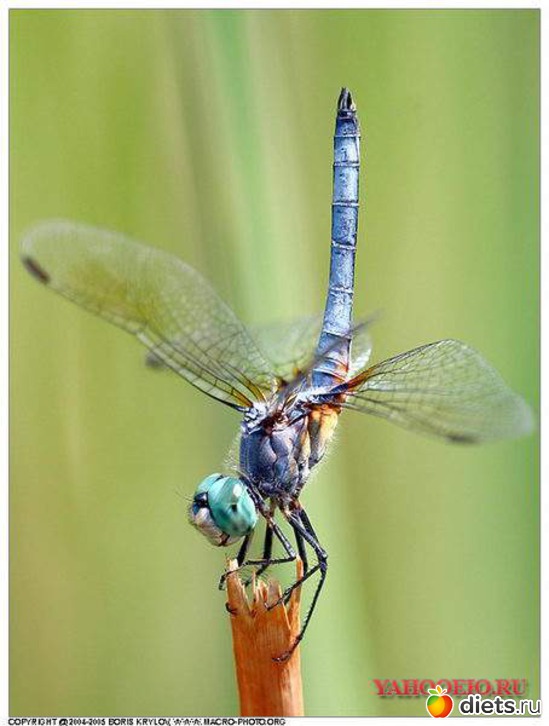 3 : dragonfly 