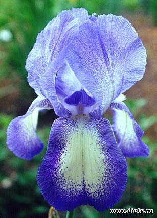 iris 