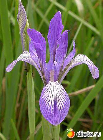 iris 