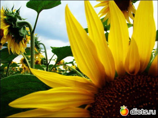 sunflowers 