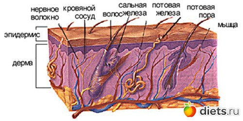 Подкожно жировая клетчатка кожи лица thumbnail