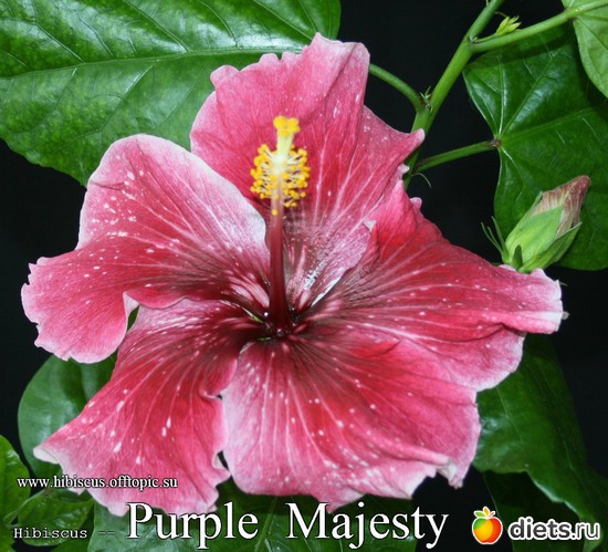 113 - Purple Majesty, : My Gibiskus Gallery - 2O13