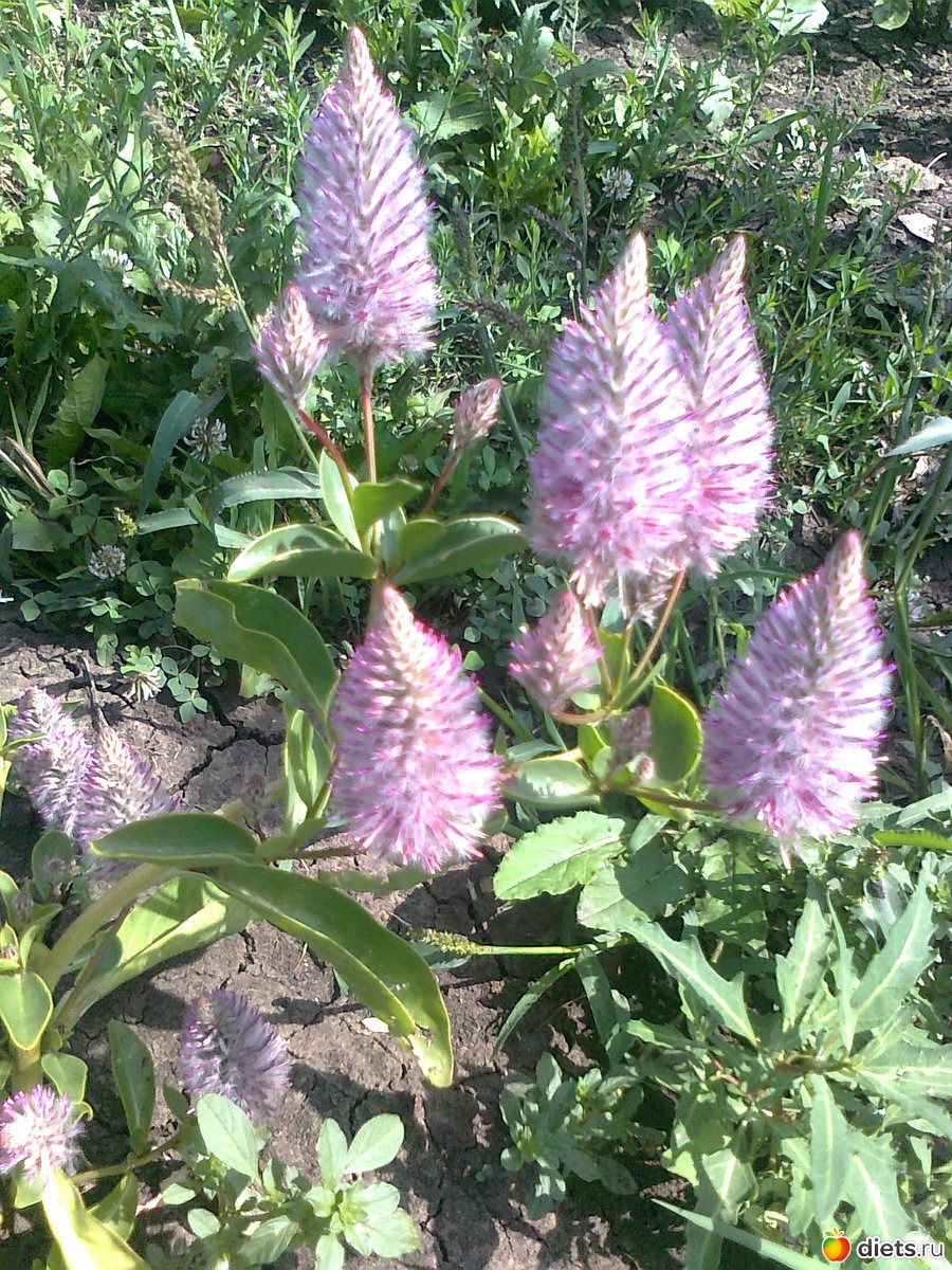 лисий хвост цветок садовый фото
