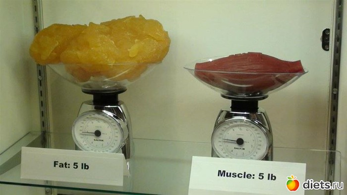 Килограмм жира и килограмм мышц фото