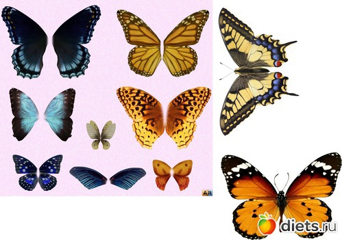 Разные крылья бабочек. Крылья бабочки. Узоры на крыльях бабочки. Форма бабочки. Бабочки разной формы.