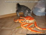 Crab Bucket Theory    . ))